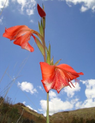 Gladiolus saundersii inflorescence